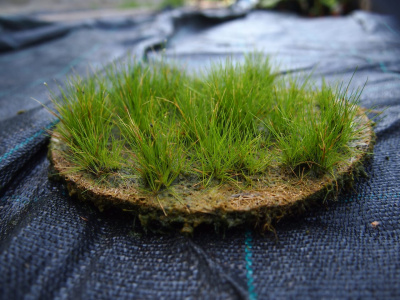 Элеохарис парулус, диск 190 мм